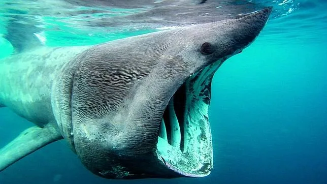 El tiburón peregrino. Es el segundo pez más grande del mundo. Su silueta es similar a la de un tiburón cazador, pero se alimenta filtrando el agua. Nada con la boca abierta hasta hacerla redonda y filtra el agua a través de unas inmensas branquias