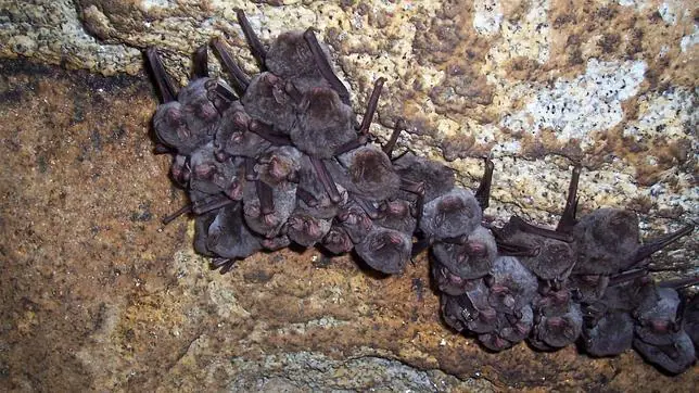 Los murciélagos no atacan ni muerden salvo en caso de defensa