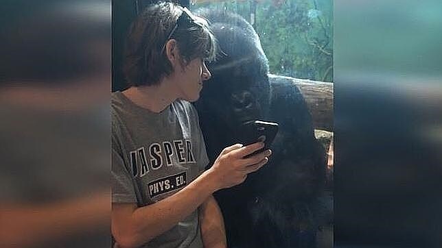 La reacción de un gorila al ver fotos de sus congéneres que fascina a YouTube