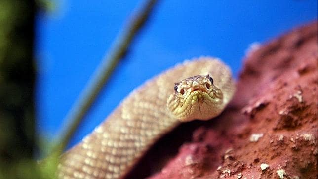 Las mordeduras de serpiente representan una importante causa de muerte en muchos países