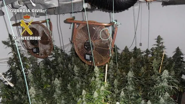 Plantación de marihuana en el interior de la casa del detenido