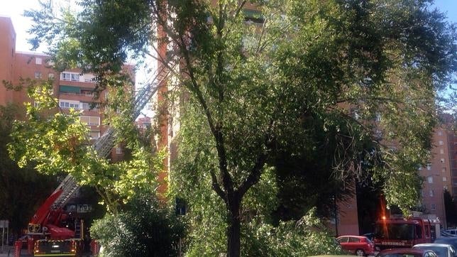 Cae un árbol gigantesco frente a un bloque de pisos en San Blas