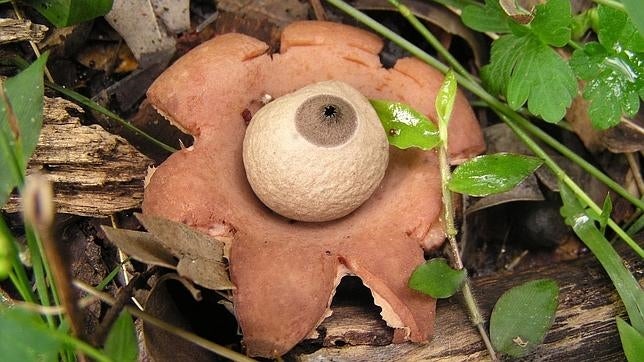 Geastrum rufescens, que en este caso parece un ojo
