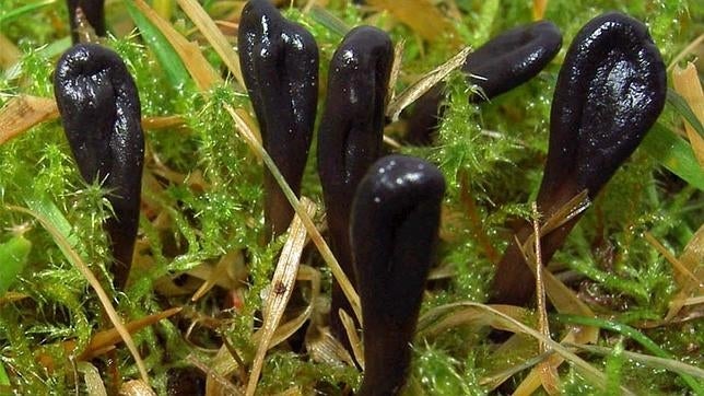 Pequeñas lenguas de tierra creciendo entre musgo