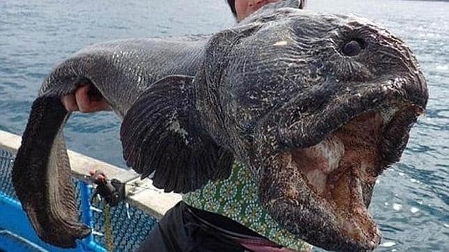 El gran pez lobo capturado en Japón que asombra a las redes sociales