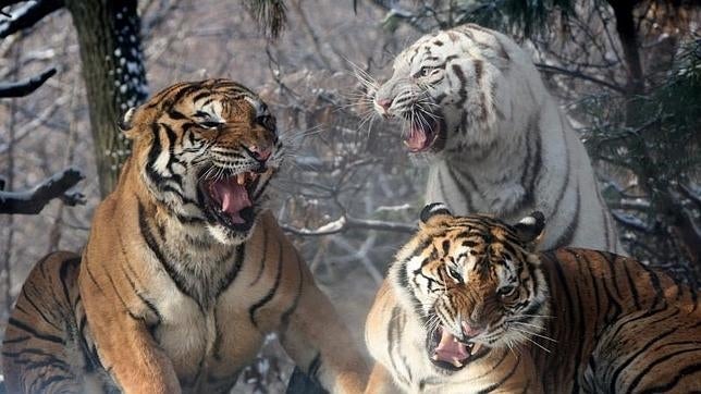 Un tigre mata a la trabajadora de un zoológico en Nueva Zelanda