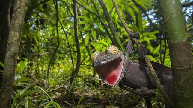 ¿Este lagarto es el doble real de la rana Gustavo?