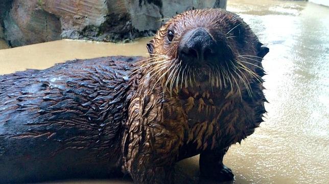 La nutria con asma que ha aprendido a utilizar un inhalador