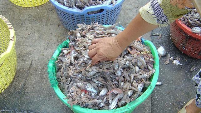 Alrededor del 60% de la harina de pescado y del 80% del aceite se emplea para alimentar a peces de cultivo