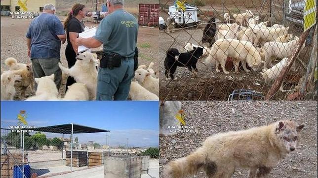 La Guardia Civil inmoviliza 265 animales en dos perreras clandestinas en Murcia