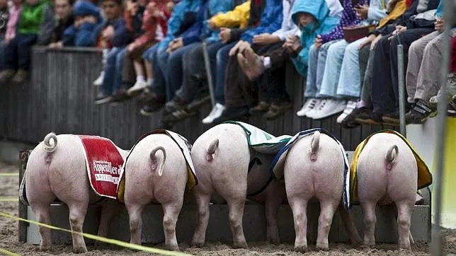 Imagen de archivo de una carrera de cerdos en Suiza