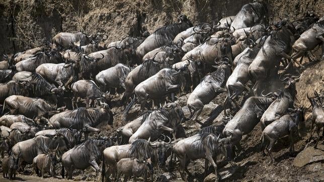 Impresionantes imágenes de la gran migración de ñus en África