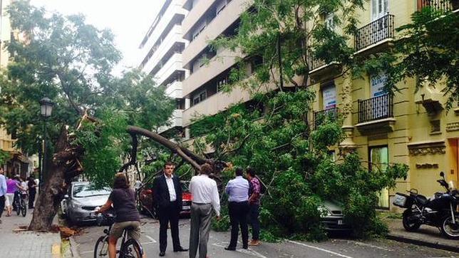 Un árbol tumbado por el viento cae contra tres coches en la calle Sorní de Valencia