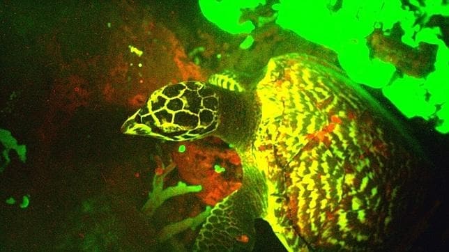Detectan por primera vez la fluorescencia en un reptil marino