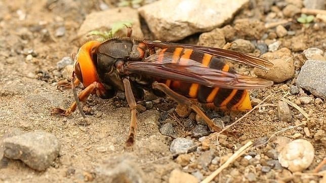 Confirman la presencia de la avispa asiática por primera vez en Baleares