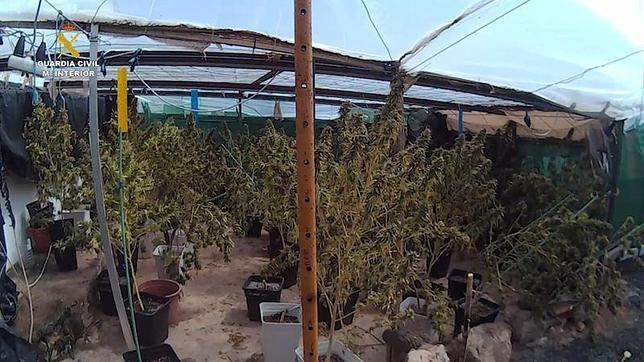 Descubiertas más de medio millar de plantas de marihuana en Fuerteventura