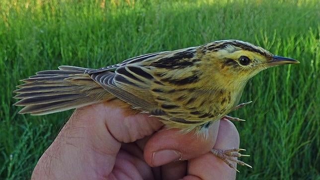 El carricerín cejudo, una de las aves más amenazadas de Europa, elige Madrid