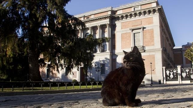 Gatos que «contagian» la esquizofrenia