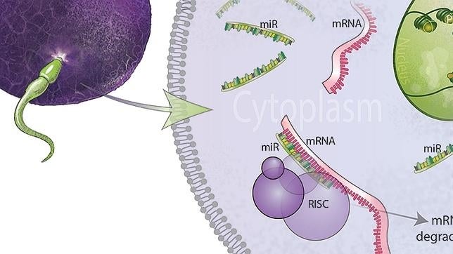 El estrés del padre influye en el desarrollo del cerebro de feto