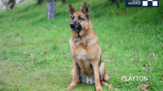 El agente Clayton, artificiero canino de la Policía Municipal de Madrid, se jubila