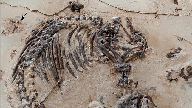 Fósil del mamífero «Spinolestes xenarthrosus» descubierto en Cuenca