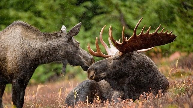 Un cazador noruego mata a dos alces antes de darse cuenta de que estaba en un zoo