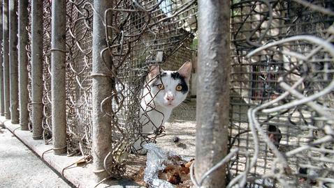 Zamora acoge un concierto benéfico para ayudar a los «gatos callejeros»