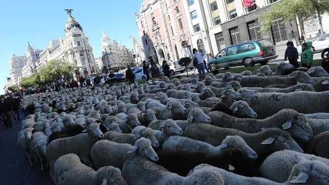 Las ovejas merinas toman la Gran Vía