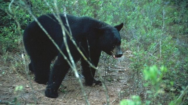 Más de 200 osos negros abatidos en un solo día en la primera cacería en Florida en 21 años