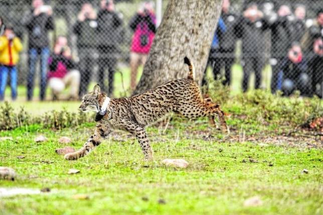 Muere otro de los linces reintroducidos en Ciudad Real