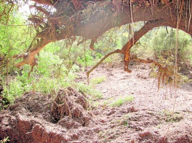 Medio Ambiente emitió dos certificados contradictorios sobre el vallado de la finca