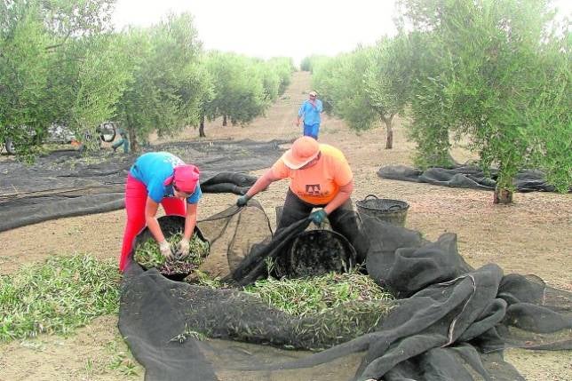 Empleo reducirá de 35 a 20 las peonadas para cobrar subsidio