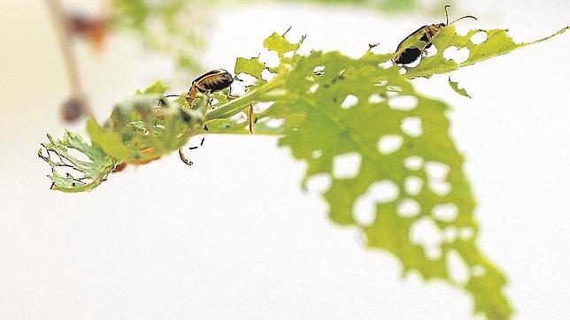 Llega la plaga del escarabajo