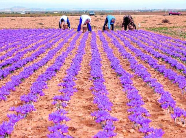 ¿Para qué sirve la D.O. Azafrán de La Mancha?