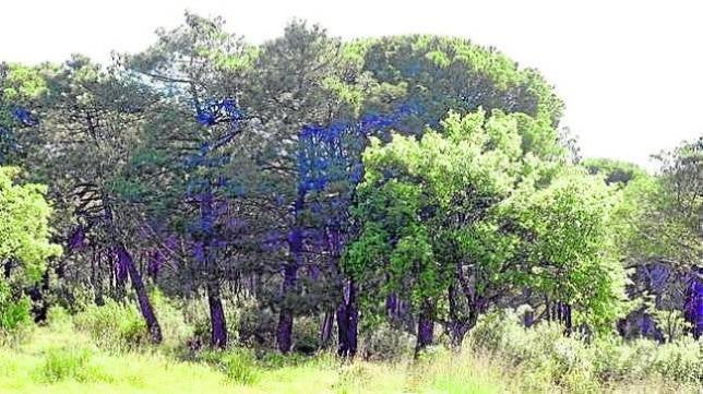 Encuentro de bandas en la plaza MayorDehesa Boyal: naturaleza y aventura