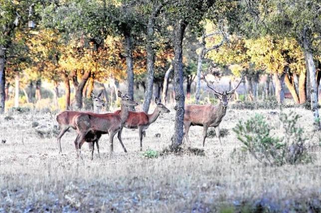 Berrea: ardor en plena naturaleza