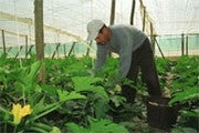El Supremo obliga a la Seguridad Social a devolver 35.600 millones a los agricultores andaluces
