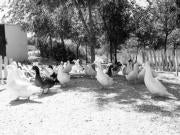 Écija: El Parque «El Barrero» sucumbe al abandono