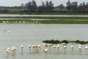Expertos en Doñana pedirán a Narbona una nueva Ley General de Parques Nacionales