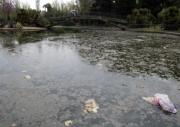 Egmasa confirma la inanición de los patos del Parque de los Príncipes
