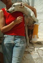 Galgo sevillano maltratado busca familia holandesa para ser adoptado
