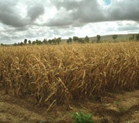 La comisaria de Agricultura de la UE no aceptará una prohibición general al cultivo de transgénicos