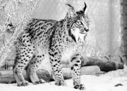 Esperanza da a luz otros dos cachorros de lince en cautividad en Doñana