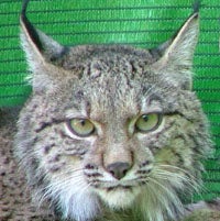 Muere un lince atropellado en la carretera de El Rocío a Matalascañas