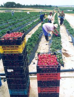 La producción de la fresa se para durante unos 15 días a causa de las bajas temperaturas