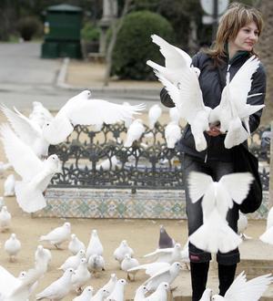 Vecinos de El Fontanal piden al Ayuntamiento que prohíba alimentar a las palomas
