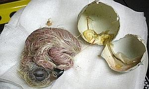 Nace en Sevilla el octavo pollo de águila imperial incubado artificialmente