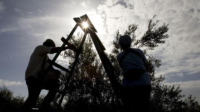 Expertos alertan del declive de la producción y la renta de los agricultores
