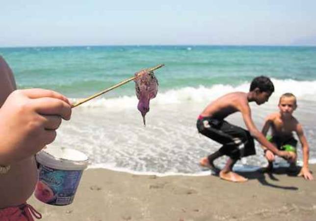 Menos medusas para el verano