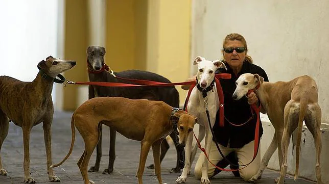 es un galgo una buena mascota familiar